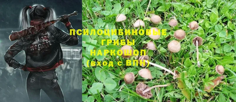 Галлюциногенные грибы Psilocybe  где купить наркоту  Киренск 